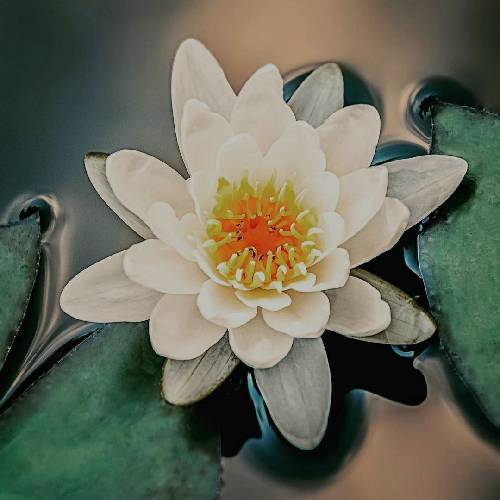  وقتی دلم میگیره و غم میشه باز همراهم آروم میگیرم باز یه گوشه نم نم میبارم